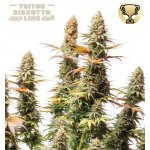 Seedstockers Triton Biscotto Lime semena neobsahují THC 5 ks – Hledejceny.cz