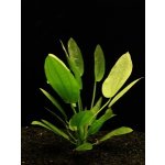 Echinodorus aschersonianus - Šípatkovec Aschersonův – Zboží Dáma