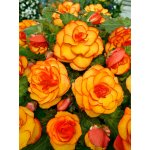 Begónie 'Picotee yellow-red' 2 ks – HobbyKompas.cz
