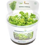 Rotala indica - Kolovka indická – Hledejceny.cz