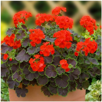 Muškát páskatý Nekita Scarlet F1 - Pelargonium zonale - semena muškátu - 4 ks – Zbozi.Blesk.cz