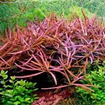 Hygrophila sp. Tiger – Zboží Dáma