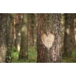 Umělecká fotografie Pine Heart, Pobytov, (40 x 26.7 cm) – Hledejceny.cz