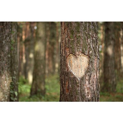 Umělecká fotografie Pine Heart, Pobytov, (40 x 26.7 cm) – Hledejceny.cz