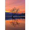 Plakát Fotografie Lone Tree is not Lonely, Mei Xu, 26.7 × 40 cm