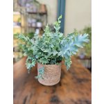 Phlebodium Davana – Zboží Dáma