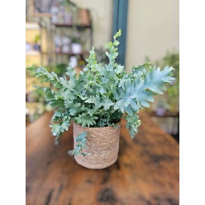 Phlebodium Davana – Zboží Dáma