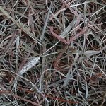 Apetit Johnny Hay 5 kg – Sleviste.cz