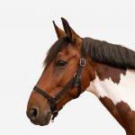FOUGANZA Schooling pro koně a poníky – Hledejceny.cz
