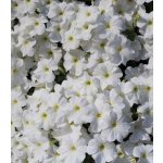 Petúnie Cascata White F1 - Petunia x atkinsiana - semena petúnie - 10 ks – Hledejceny.cz
