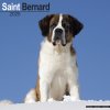 Kalendář Saint Bernard, 30,5 x 30,5 (30,5 x 61) cm 2025