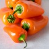 Osivo a semínko Paprika Snacking Orange F1 - Capsicum annuum - semena papriky - 5 ks