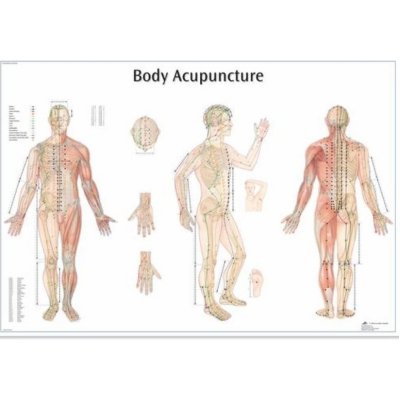 Plakát akupunkturní body 68x98cm – Zboží Mobilmania