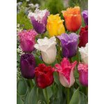 TŘEPENITÉ MIX - TULIPÁNY Množství cibulek v jednom balení: 5 ks – Zboží Dáma