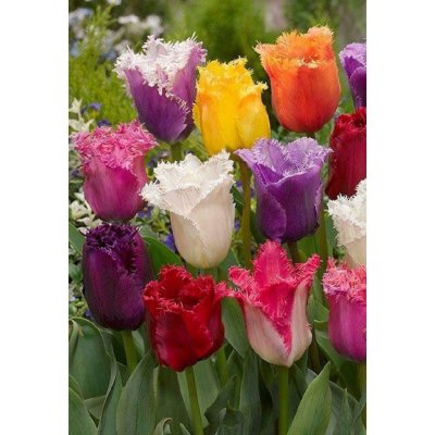 TŘEPENITÉ MIX - TULIPÁNY Množství cibulek v jednom balení: 5 ks – Zboží Dáma