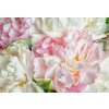 Tapety WEBLUX Samolepka fólie Blooming peonies - 66072347 Kvetoucí pivoky 145 x 100 cm