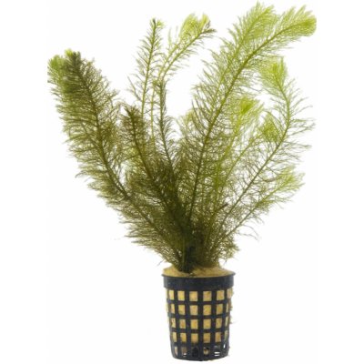 Myriophyllum hippuroides – Zboží Dáma