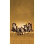 Fotozáclony koťata 140x245cm FCS L 7521 – Zboží Mobilmania