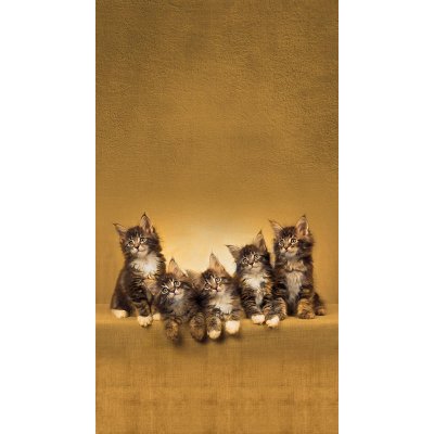 Fotozáclony koťata 140x245cm FCS L 7521 – Zboží Mobilmania