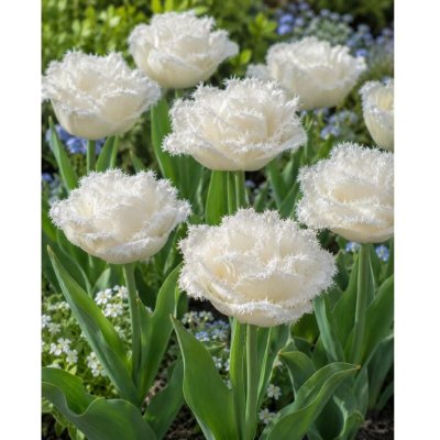 Tulipán 'Snow crystal' 5 ks – Hledejceny.cz