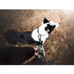 NON-STOP Dogwear Vodítko Move Leash – Zboží Dáma