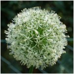 Česnek Ping Pong - Allium - cibule okrasného česneku - 5 ks – Hledejceny.cz
