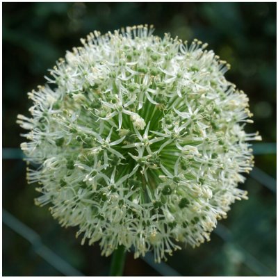 Česnek Ping Pong - Allium - cibule okrasného česneku - 5 ks – Hledejceny.cz