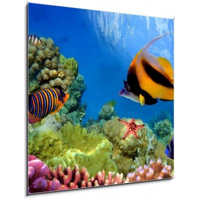 Obraz 1D - 50 x 50 cm - Marine life on the coral reef Mořský život na korálovém útesu – Hledejceny.cz