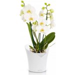 Samozavlažovací květináč Lechuza Orchidea bílá 18 x 20 – Sleviste.cz