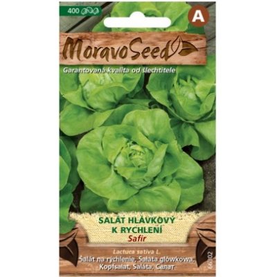 MoravoSeed CZ a.s. MoravoSeed Salát hlávkový k rychlení SAFÍR