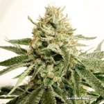 Dutch Passion Ice Cream Haze – Zbozi.Blesk.cz