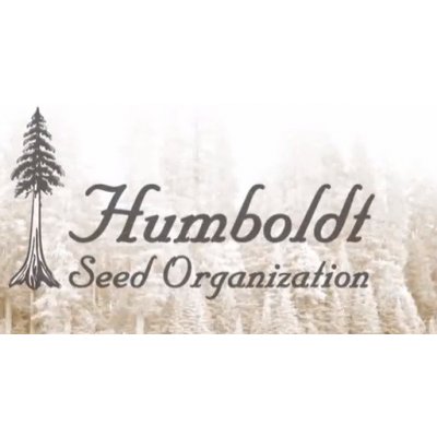 Humboldt seeds organisation OG Kush Počet ks Feminizované: 10