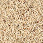 Fauna Hradil Čirok bílý Dari 10 kg – Zboží Mobilmania