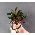 Bucephalandra Red Dagger – Zboží Dáma