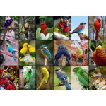 GRAFIKA Nejkrásnější ptáci světa 1500 dílků – Zboží Mobilmania