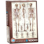 EuroGraphics Kosterní soustava The Skeletal System 1000 dílků – Sleviste.cz
