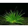 Akvarijní rostlina I--Z Acorus pusillus - Puškvorec trávolistý