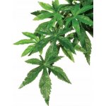 Hagen Exo Terra rostlina Abuliton malá 40 cm – Zboží Mobilmania