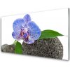 Obraz akrylový obraz Květ Rostlina Příroda 100x50 cm
