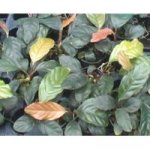 Anubias barteri var. coffeefolia – Zboží Mobilmania