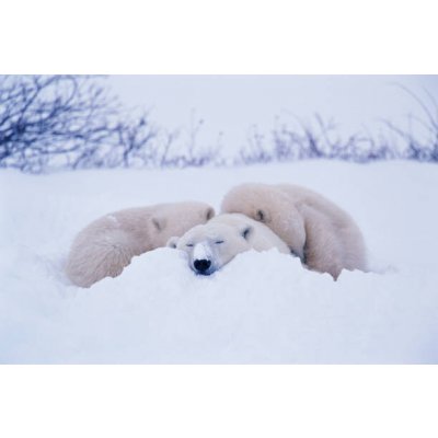 Umělecká fotografie Polar bear sleeping in snow, George Lepp, (40 x 26.7 cm) – Zboží Mobilmania