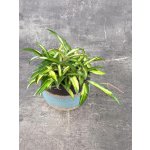 Hoya Wayetti 12 cm – Zboží Dáma