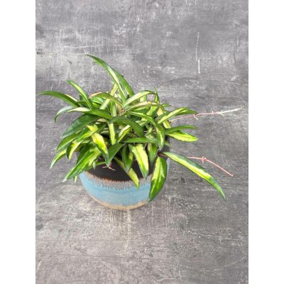 Hoya Wayetti 12 cm – Zboží Dáma
