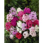 Mix plamenek 10 ks – Hledejceny.cz