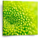 Sablio Obraz Detail květiny - 110x110 cm – Hledejceny.cz