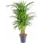 Areka, Areca lutescens, vysoká 100 - 110 cm, průměr květináče 21 cm – Zboží Mobilmania
