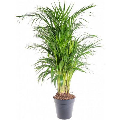 Areka, Areca lutescens, vysoká 100 - 110 cm, průměr květináče 21 cm – Zboží Mobilmania