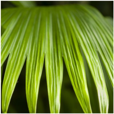 Palma - Carludovica Palmata - semena palmy - 3 ks – Zboží Mobilmania