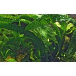 Aponogeton bolivianus – Zboží Dáma