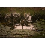 Eminente Reserva 41,3% 0,7 l (karton) – Hledejceny.cz